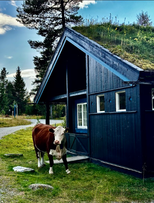 Bilde av koselig hytte